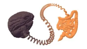 Cérebro escuro e intestino laranja ligados por cabo telefónico espiralado — Autoimunidade, microbiota e o intestino poroso