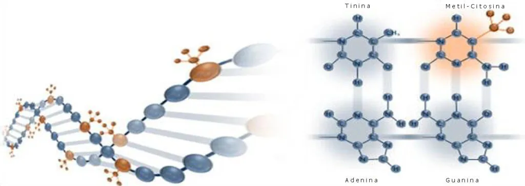 Estrutura de ADN com moléculas de Timina e Metil-Citosina destacadas — Como proteger o nosso DNA