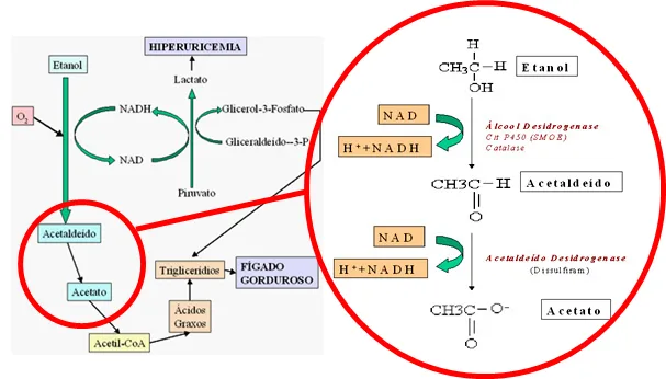 Metabolização do álcool - esquema A imagem esquematiza a metabolização do álcool e seus produtos e subprodutos