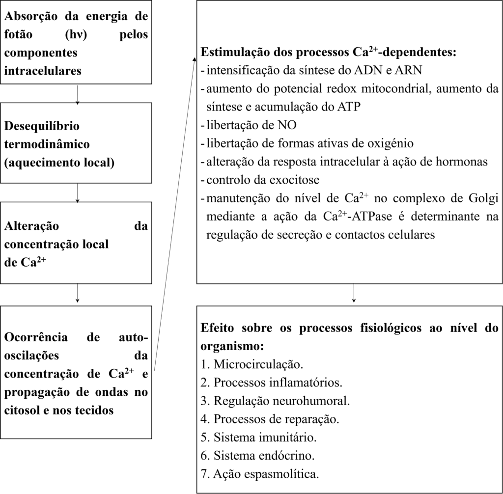 Diagrama com caixas e setas a descrever processos celulares e fisiológicos
