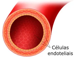 Diagrama de um vaso sanguíneo com células endoteliais