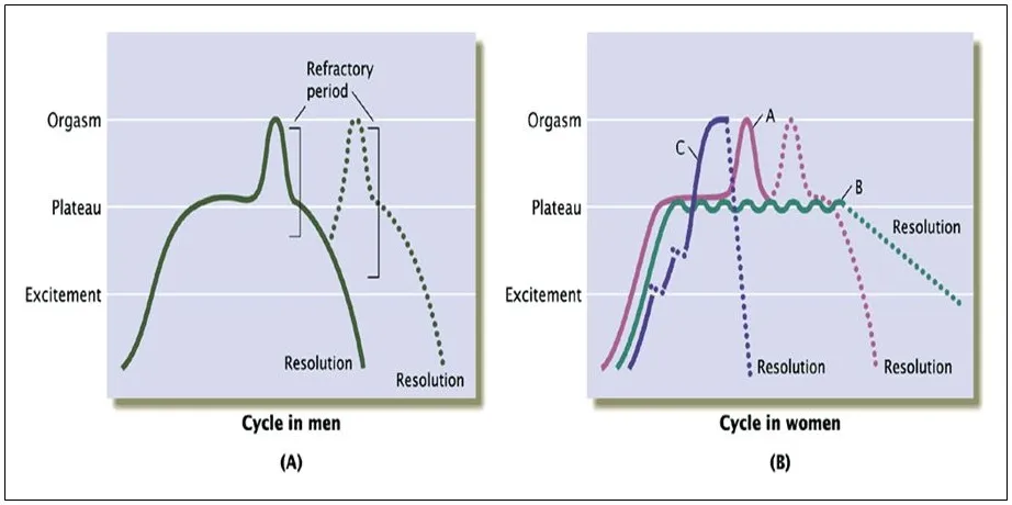 Gráficos dos ciclos de excitação, planalto, orgasmo e resolução em homens e mulheres — O ciclo da resposta sexual humana