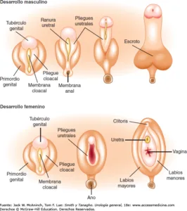 Diagrama anatómico a mostrar órgãos genitais masculinos e femininos — O ciclo sexual do homem