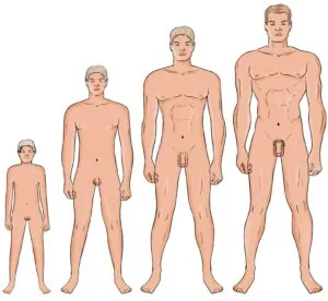 Quatro figuras masculinas nuas em crescimento progressivo da esquerda para a direita — O ciclo sexual do homem