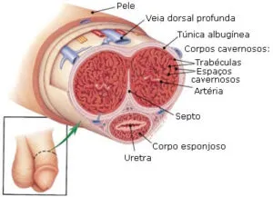 Diagrama anatómico a mostrar a estrutura interna do pénis com legendas — Mecanismos de ereção