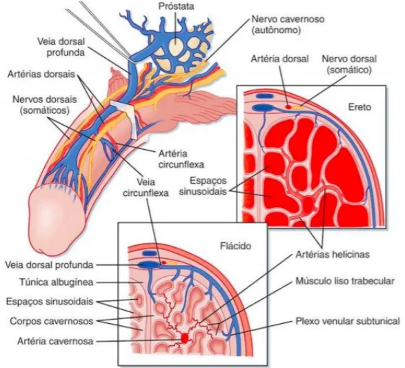 Diagrama anatómico do pénis com legendas — Mecanismos de ereção