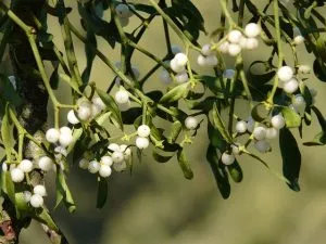 Ramos de planta com bagas brancas e folhas verdes
