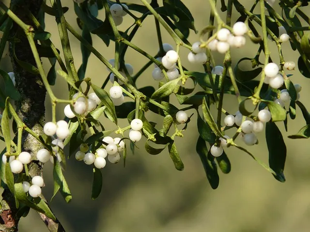 Plantas medicinais – fitoterapia na saúde