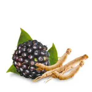 Frutos pretos e raízes de ginseng sobre fundo branco — Plantas medicinais – fitoterapia na saúde