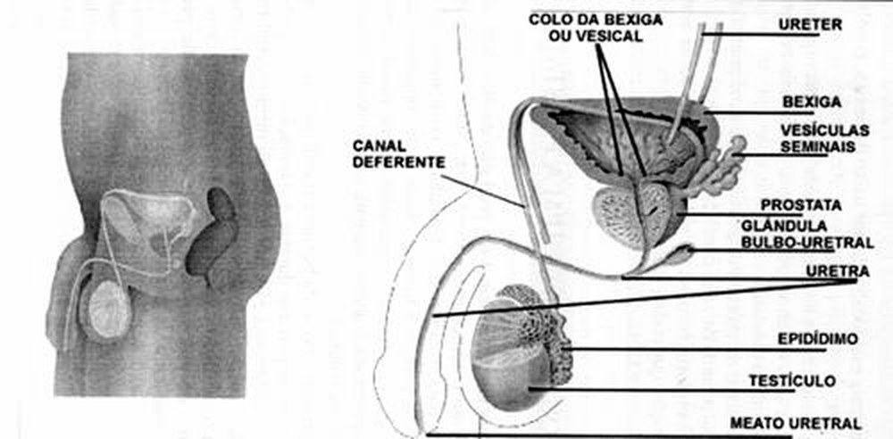 Aparelho reprodutor masculino