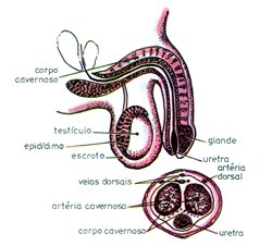 Detalhes do Aparelho Genital Masculino Fig