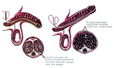 Figura 2